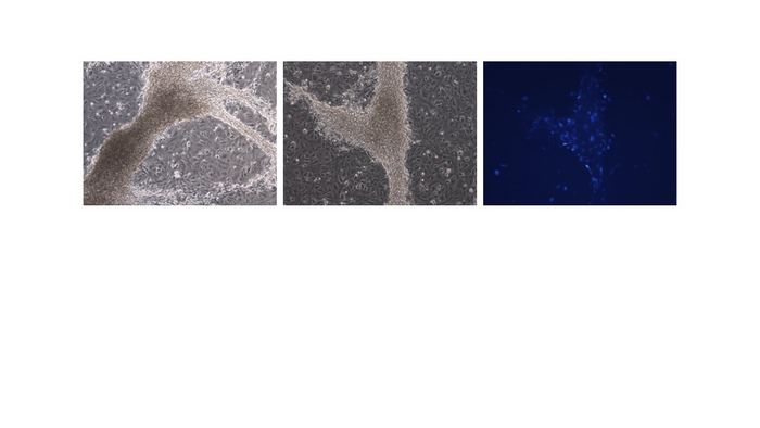 Science Advances：小鼠和人類性別決定的早期階段